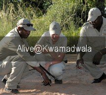 Safari Activities